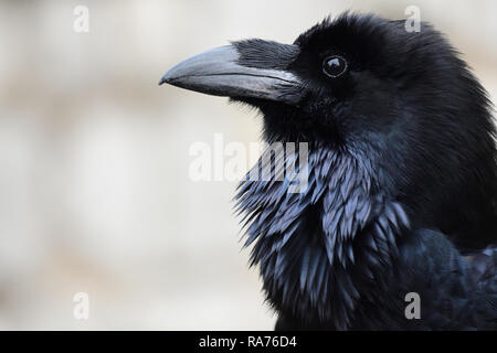 Colpo alla testa di un comune corvo imperiale (Corvus corax) Foto Stock