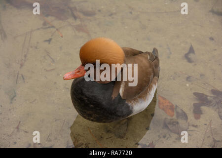 Anatra in piedi in acqua Foto Stock