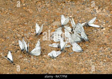 Nero-bianco venato (Aporia crataegi), Baikal, Siberia, Federazione Russa, Eurasia Foto Stock