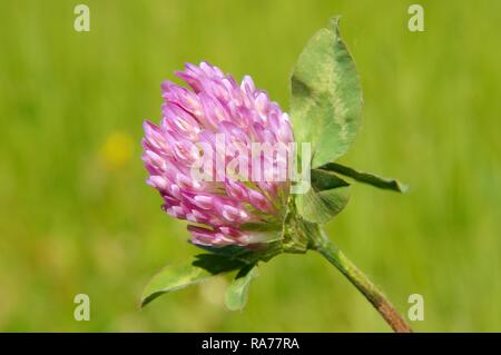 Viola-globe trifoglio, Owl-testa di trifoglio rosso (Trifolium alpestre), Baikal, Siberia, Federazione Russa, Eurasia Foto Stock