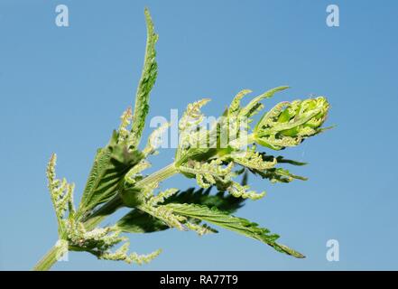 Annuale di ortica, Dwarf ortica, piccola ortica (Urtica urens), Baikal, Siberia, Federazione Russa, Eurasia Foto Stock