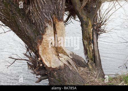 Beaver segni di morsi su un albero sul fiume Elba, vicino Bleckede, Bassa Sassonia, Germania Foto Stock