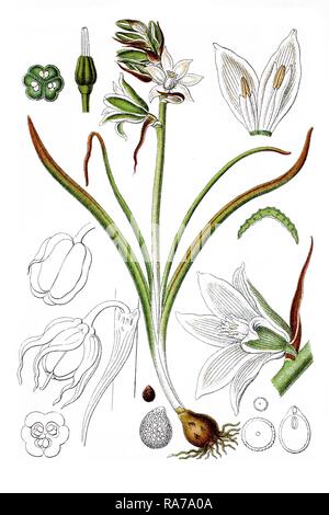 Specie di Stella di Betlemme (Ornithogalum boucheanum), pianta medicinale, storico chromolithography, circa 1796 Foto Stock