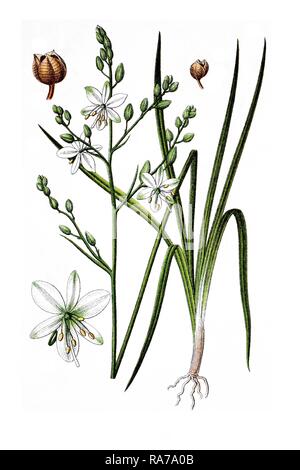 Ramificato san Bernardo-LILY (Anthericum ramosum), pianta medicinale, storico chromolithography, circa 1796 Foto Stock