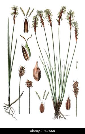 Falasco specie (Carex dioeca), a sinistra e Carici specie (Carex davalliana), destra, pianta medicinale, chromolithography storico Foto Stock