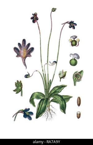 Comune (butterwort Pinguicula vulgaris), una pianta medicinale, storico chromolithography, circa 1796 Foto Stock