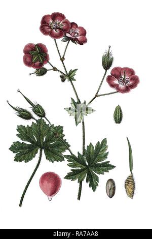 Dusky cranesbill (Geranio phaeum), pianta medicinale, storico chromolithography, circa 1796 Foto Stock