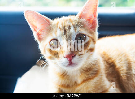 Un piccolo gatto marrone posa Foto Stock
