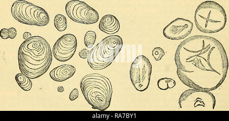 : Cooley's encyclopaedia - Wikizionario di pratica ricevute e informazioni collaterali nelle arti, produce, professioni e mestieri tra cui Medicina, farmacia, igiene ed economia domestica : progettato come una completa supplemento alla farmacopea e generali Libro di riferimento per il produttore, commerciante, dilettanti, e i capi delle famiglie Foto Stock