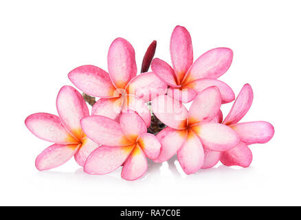 Goccia di acqua di fiori di frangipani isolati su sfondo bianco Foto Stock