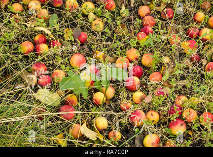 Grande raccolto di mele, mele mature cadde dalla struttura ad albero e giacciono in erba, autunno sfondo. Foto Stock