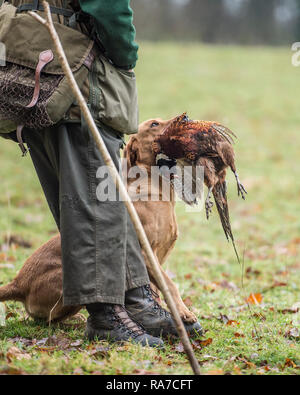 Cane il recupero di un fagiano su una ripresa Foto Stock