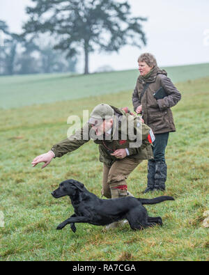 Gundog sperimentazioni in campo Foto Stock