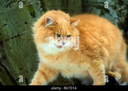Grande arrabbiato gatto rosso con la bocca aperta si siede su una struttura ad albero Foto Stock