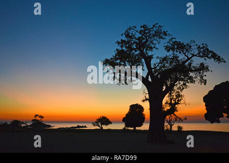 (Baobab Adansonia digitata) al tramonto, Malawi, Africa Foto Stock