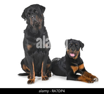 Di razza Rottweiler davanti a uno sfondo bianco Foto Stock