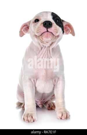 Cucciolo di staffordshire bull terrier di fronte a uno sfondo bianco Foto Stock