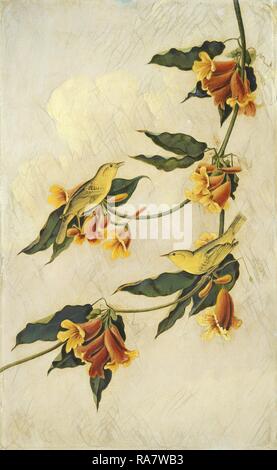 Giuseppe Bartolomeo Kidd dopo John James Audubon (scozzese, probabilmente 1808 - 1889), Giallo trillo, 1830-1833, matita reinventato Foto Stock