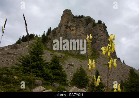 Il Oberberghorn su Schynige Platte, Oberland bernese, Svizzera: primo piano mostra Aconitum giallo, giallo aka Monk's-cofano (Aconitum vulparia) Foto Stock