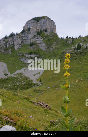 Schynige Platte, Oberland bernese, la Svizzera con la Gumihorn oltre: fiori selvatici alpini in primo piano sono grande giallo (genziana lutea Gentiana) Foto Stock