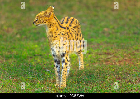 Serval in piedi in habitat naturali. Il nome scientifico è Leptailurus serval. Il Serval è un macchiato il gatto selvatico nativa per l'Africa. Foto Stock