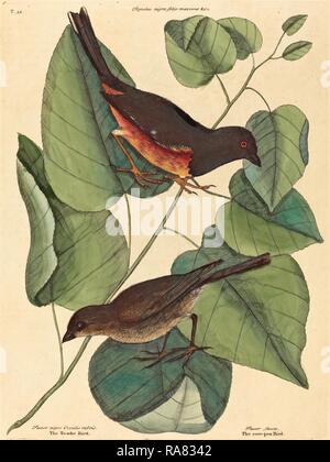 Mark Catesby (inglese, 1679 - 1749), il Towhe Bird (Fringilla erythrophthalma), pubblicato 1754, colorate a mano reinventato Foto Stock