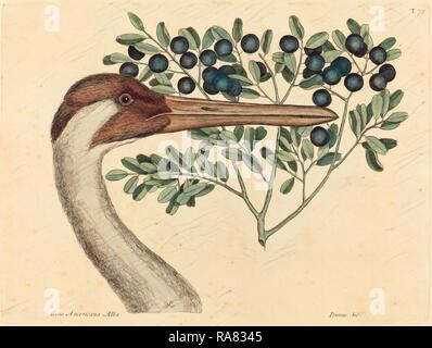 Mark Catesby (inglese, 1679 - 1749), la cerchiatura gru (Ardea Americana), pubblicato 1731-1743, colorate a mano reinventato per incisione Foto Stock