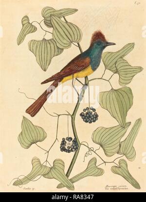 Mark Catesby (inglese, 1679 - 1749), Crested Flycatcher (Muscicapa cristata), pubblicato 1754, colorate a mano reinventato Foto Stock