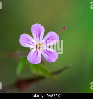 Una ripresa macro di un rosa herb robert bloom. Foto Stock