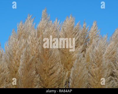 Feathery luce colorata pampa sementi da prato capi contro un cielo blu chiaro Foto Stock