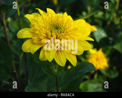 Primo piano di un giallo Helianthus fiore, varietà " Happy Days' Foto Stock