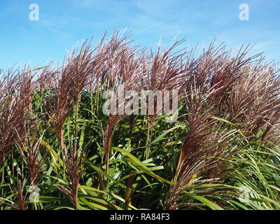 Miscanthus sinensis (Cinese di erba di argento) soffia nella brezza autunnale Foto Stock