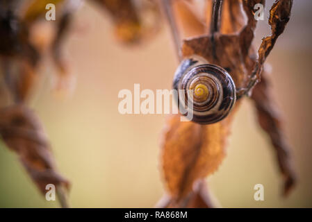 Lumaca su una foglia Foto Stock