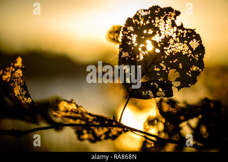 Golden Sun splende attraverso l amore a forma di cuore in foglie di autunno Foto Stock