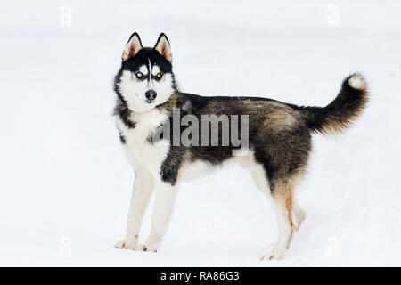 Bella huskie con occhi colorati in piedi nella neve Foto Stock