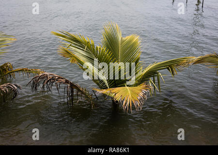 Un albero di palma allagato durante il monsone in India Foto Stock