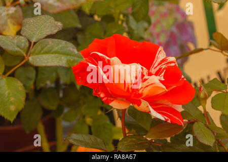 Hanky Panky è una fantastica rosa,una varietà americana, ha grandi, allentato colpisce blumi che sono un arancio brillante di colore rosso con striature Foto Stock