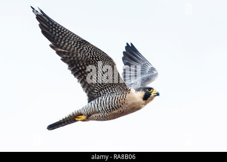 Falco pellegrino in volo Foto Stock