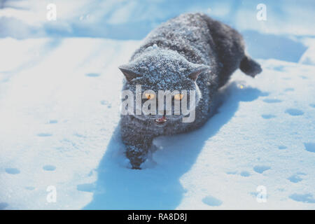 Blue British Shorthair cat passeggiate all'aperto nella neve profonda in inverno Foto Stock