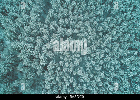 Pine boschi innevati in inverno. Le cime degli alberi coperti di neve. Vista aerea Foto Stock