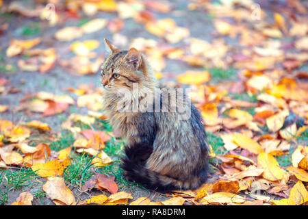 Simpatico gatto Siberiano seduto sulla caduta foglie in giardino d'autunno Foto Stock