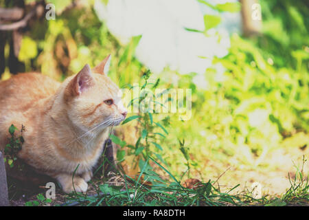 Rosso gatto seduto sull'erba in giardino Foto Stock