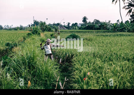 Campo di riso lavoratore la spruzzatura di pesticidi su Bali Indonesia Foto Stock