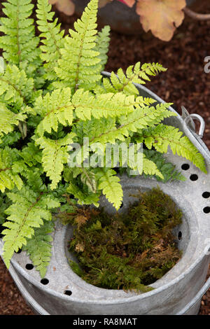 Polystichum polyblepharum. Pizzo giapponese felce in un mop benna Foto Stock