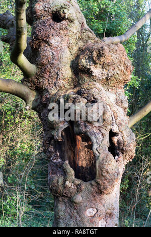 Vecchio nodose albero cavo Foto Stock