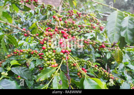 I chicchi di caffè su albero di caffè a Doi Chaang piantagione di caffè nella provincia di Chiang Rai, Thailandia. Foto Stock