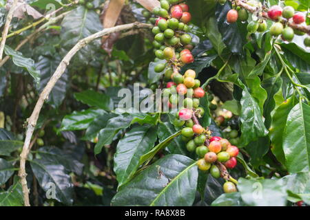 I chicchi di caffè su albero di caffè a Doi Chaang piantagione di caffè nella provincia di Chiang Rai, Thailandia. Foto Stock