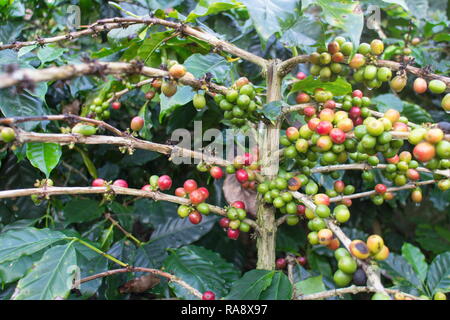 I chicchi di caffè su albero di caffè a Doi Chaang piantagione di caffè nella provincia di Chiang Rai, Thailandia. Foto Stock