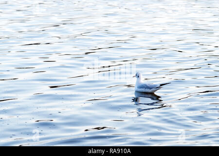 Gabbiano Black-Headed (Chroicocephalus ridibundus) stand sulle onde del lago Foto Stock