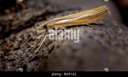 Immagine di un micro moth spesso visibili nei giardini e denominato la comune erba-impiallacciatura, visto qui in appoggio e mimetizzata contro i suoi dintorni. Foto Stock